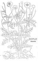 view M0015408: Illustration of poppy, Fuchs, 1542