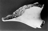 view M0015282: Two views of improvised bone implements, Upper Paleolithic