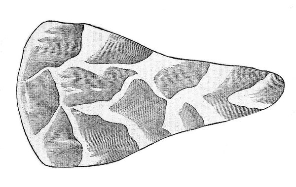M0015032: Illustration of an Iron Age hand-axe found by the apothecary John Conyers in 1690