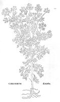 view M0015406: Illustration of coriander, Fuchs, 1542