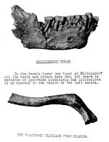 view M0015766: Photograph of the lower jaw of Ehringsdorf Woman