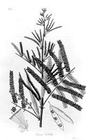view M0015797: Illustration of acacia catechu
