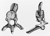 view M0015764: Two views of a drawing of a human dorsal vertebra pierced by a quartzite point from Grotte de Montford, France