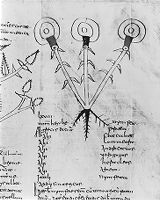 view M0015541: Nymfea, white water lily