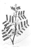 view M0015796: Illustration of acacia vera