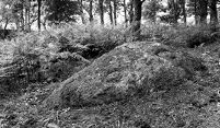 view M0016027: Prehistoric sculpted rock at Shegarton, Luss, Dunbartonshire: seen from south