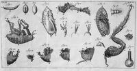 view M0016633: Diagram showing the development of the flea from egg to adult, 1710