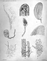 view M0016973: Illustration of paccinian corpuscles, 1880