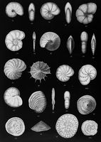 view M0016955: Drawings of various foraminifera in Great Britain.