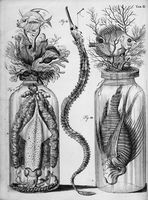 view M0016627: Botanical and zoological preparations including the loligo with eggs, 1710