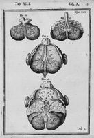 view M0016906: Four diagrams of the structure of part of the brain, from Spiegel: <i>Tabulae anatomicae LXXXIIX</i>, 1632