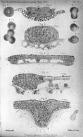view M0016965: Sections through the blastoderm up to ten days, and a vertical section through an embryo of 18 days, 1872