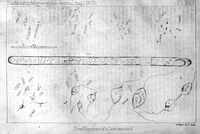 view M0016983: Illustrations of a cercomonad, 1873