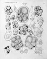 view M0016977: Illustration of various foraminifera, 1872