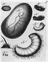 view M0016636: Diagram showing the development of an ant from the egg, 1688