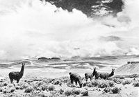 view M0016560: Llama on a high plateau near Lake Titicaca, Peru