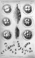 view M0016964: Segmentation of the blastoderm, up to ten days, 1872