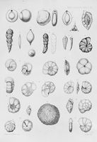 view M0016975: Illustration of the foraminifera collected by H.M.S. Challenger, 1864