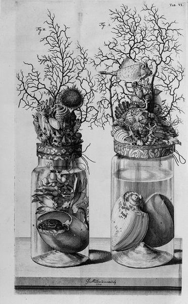 M0016630: Botanical and zoological preparations including a crocodile's egg opened to show the developing foetus, 1710