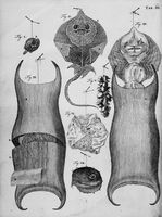 view M0016628: Botanical and zoological preparations including the foetus of a ray, 1710