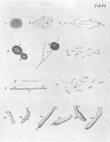 view M0016960: Illustration of various forms of vibrio, 1786