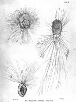 view M0016952: Drawings of various foraminifera, 1862