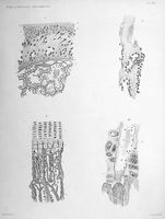 view M0016971: Illustration of preparations of bone, 1880