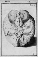 view M0016910: Diagram of the structure of part of the brain, from Spiegel: <i>Tabulae anatomicae LXXXIIX</i>, 1632