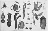 view M0016635: Diagram showing the development of plant embryos or seedlings, 1688