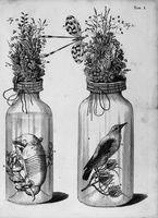 view M0016626: Botanical and zoological preparations including the foetus of an armadillo, 1710