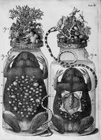 view M0016629: Botanical and zoological preparations including the foetuses of "Busoni simile animal Americanum", 1710