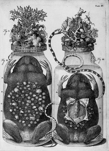 M0016629: Botanical and zoological preparations including the foetuses of "Busoni simile animal Americanum", 1710