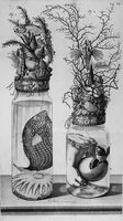 view M0016631: Botanical and zoological preparations including a turtle's egg with part of the foetus shown, 1710
