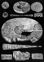 view M0016953: Drawings of foraminifera: orbitolites, 1862