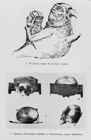 view M0016554: Illustration of a Peruvian pot and apparatus for deforming a skull