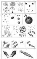 view M0016961: Illustrations of monad, volvox and gonium, 1836