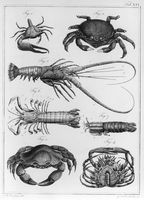 view M0017233: Joerdens: <i>Entomologie und Helminthologie</i>, 1801-2: plate XIV