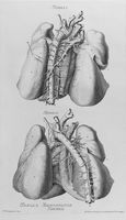 view M0017120: Two diagrams of the bronchial vessels, 1743