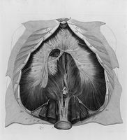 view M0017117: Diagram of the human diaphragm, 1743
