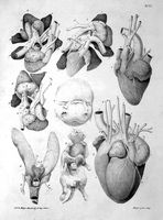 view M0017308: Anatomical illustrations of the heart, 1849