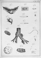 view M0017242: Joerdens: <i>Entomologie und Helminthologie</i>, 1801-2: volume II, plate VI