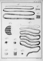 view M0017240: Joerdens: <i>Entomologie und Helminthologie</i>, 1801-2: volume II, plate IV