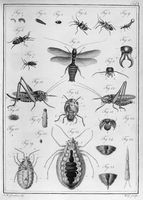 view M0017220: Joerdens: <i>Entomologie und Helminthologie</i>, 1801-2: plate I