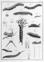 view M0017231: Joerdens: <i>Entomologie und Helminthologie</i>, 1801-2: plate XII