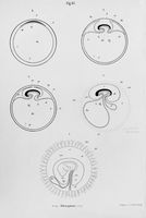 view M0016998: Illustration showing the development of the foetal membranes of a mammal