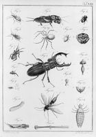 view M0017232: Joerdens: <i>Entomologie und Helminthologie</i>, 1801-2: plate XIII