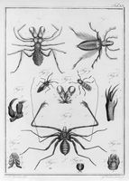 view M0017234: Joerdens: <i>Entomologie und Helminthologie</i>, 1801-2: plate XV