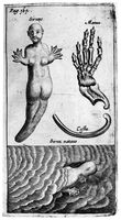 view M0017890: Illustration of a human figure with a fish tail, 1654