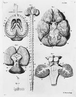 view M0018354: Illustration of the anatomy of the brain, 1741