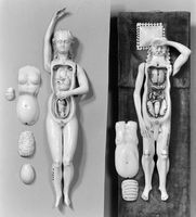 view M0018652EB: Anatomical figures in ivory; one pregnant female and one male